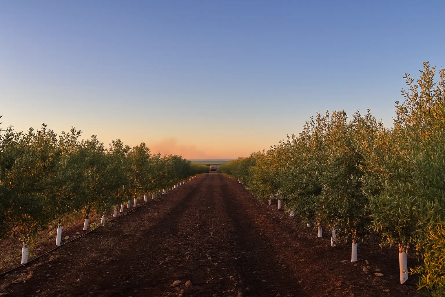 Cultivo de olivos en Los Navalmorales al atardecer