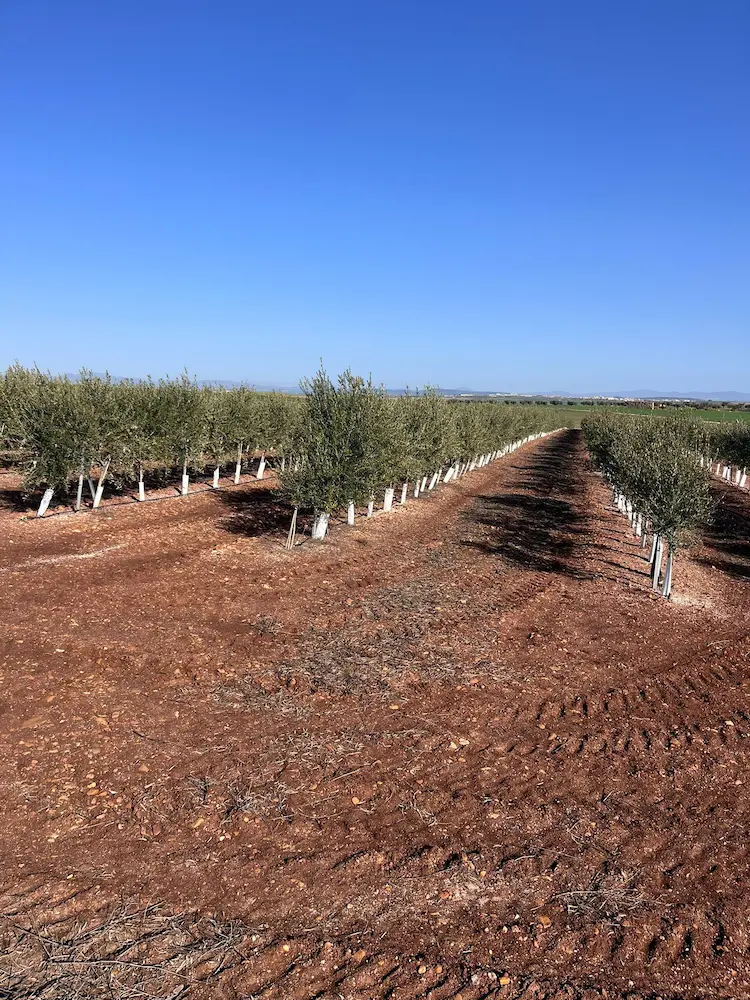 Campo de olivar joven con suelo rojo característico en Los Navalmorales