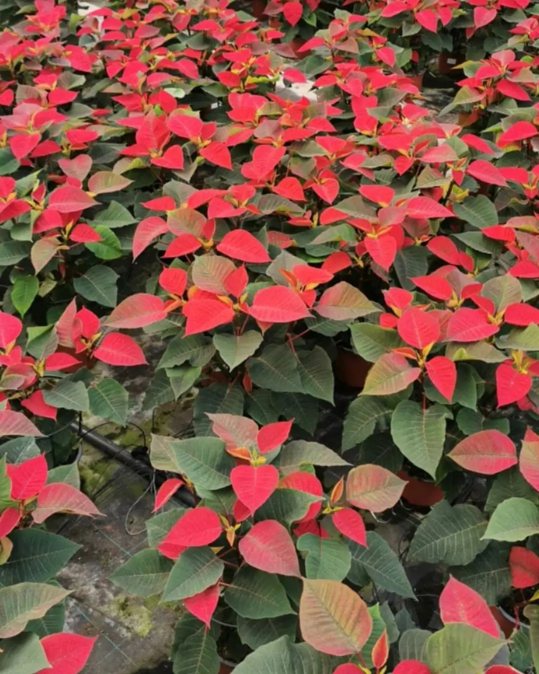 Plantas de poinsettia (flor de Pascua) preparadas para la campaña de Navidad