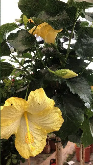Hibiscus de flor amarilla en plena floración en el vivero