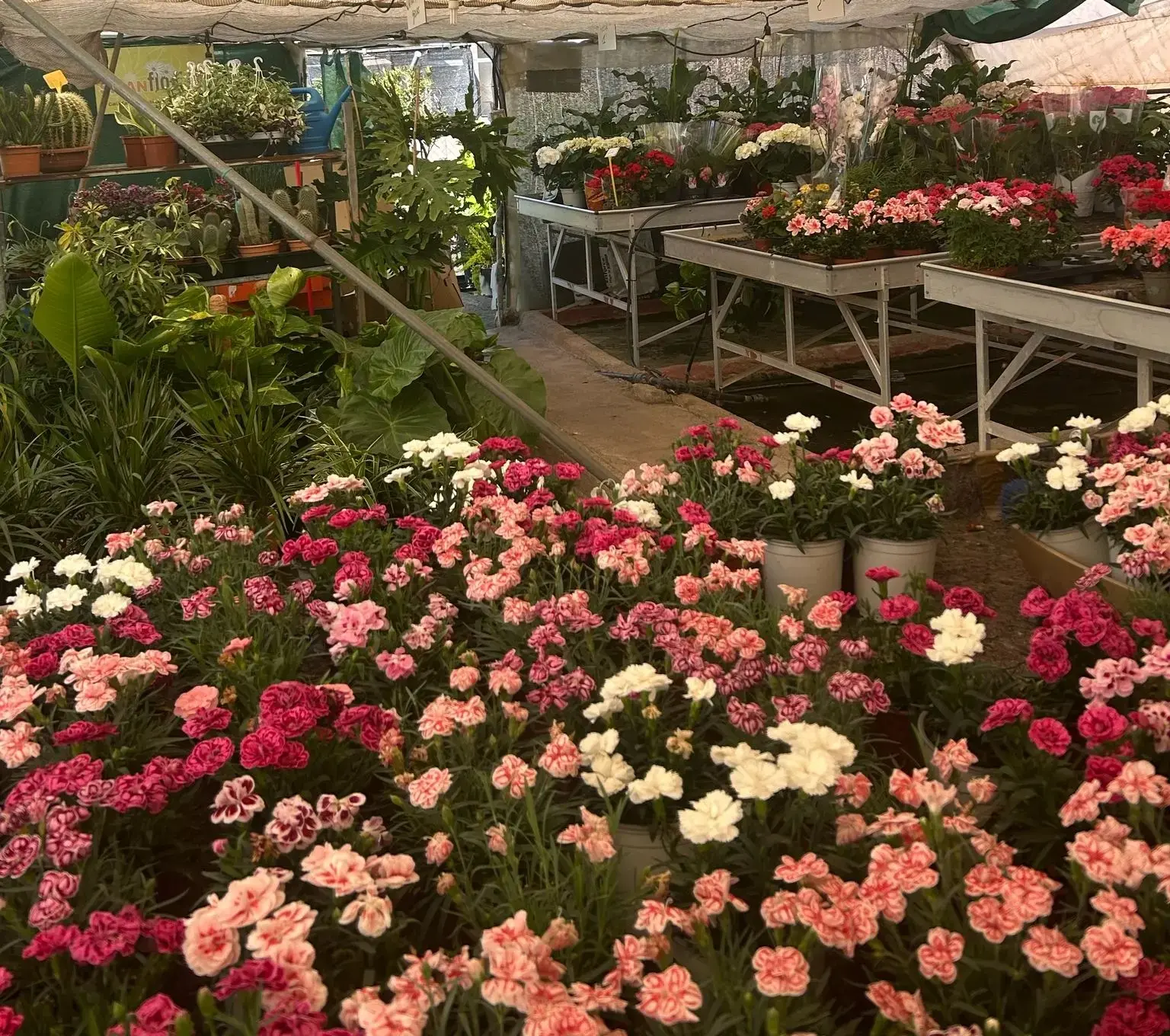 Plantas y flores del Vivero Las Cruces