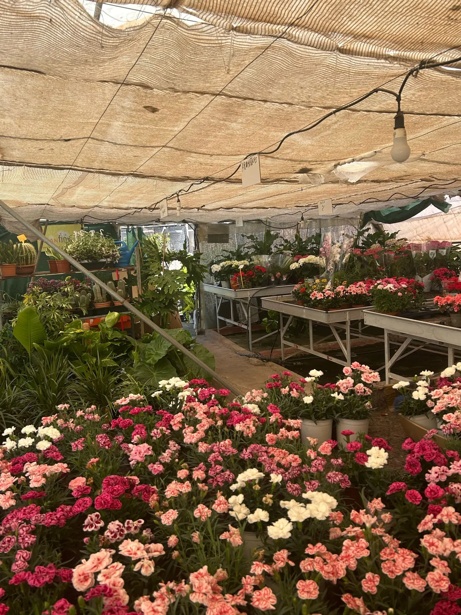 Imagen de Vivero Las Cruces